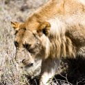 TZA SHI SerengetiNP 2016DEC25 Moru4Area 065 : 2016, 2016 - African Adventures, Africa, Date, December, Eastern, Month, Moru 4 Area, Places, Serengeti National Park, Shinyanga, Tanzania, Trips, Year
